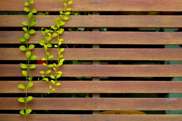 Wood fence in garden