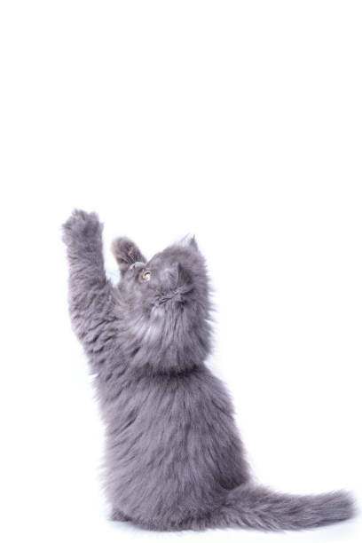 istock Cute little kitten on his hind legs 1179912652