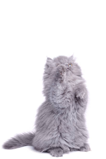 Cute little kitten on his hind legs over white background