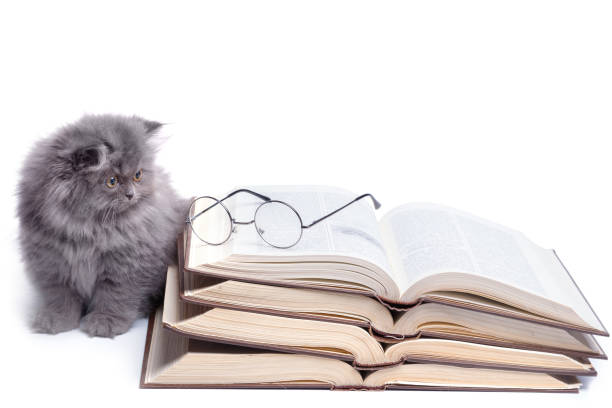istock Cute little kitten and books 1179912859