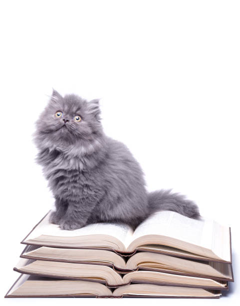 istock Cute little kitten and books 1179912885
