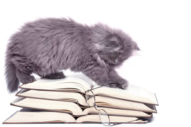 istock Cute little kitten and books 1179912901