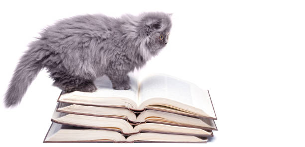 istock Cute little kitten and books 1179913103