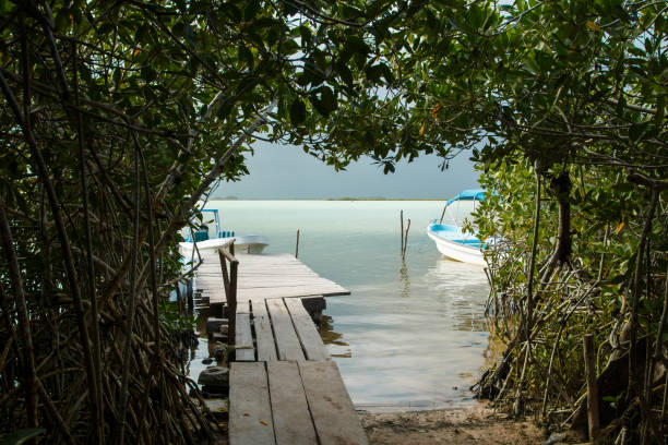 istock Tunnel in jungle to the lake 1179914549