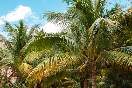 A green palm leaves over blue sky background