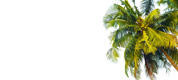 Coconut palm tree isolated on white background with copy space text area, wide composition. Coconut palm tree isolated on white background with copy space text area, wide composition. fruit of coconut tree stock pictures, royalty-free photos & images