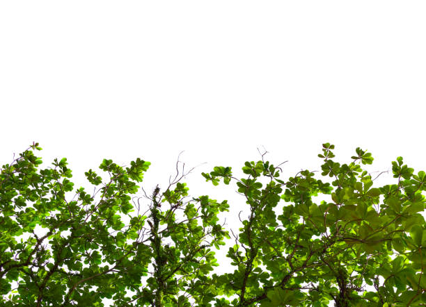 istock Terminalia catappa leaves isolated on white background with copy space text area. 1179914773