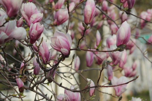 istock Pink and White Apple Blossom Tree Garden Flower 1179917258