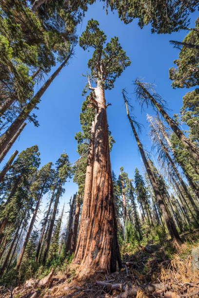 istock Sequoia and Kings Canyon National Park 1179918433