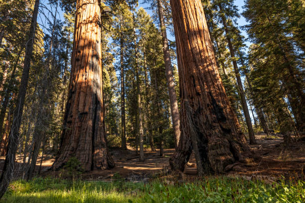istock Sequoia and Kings Canyon National Park 1179918602