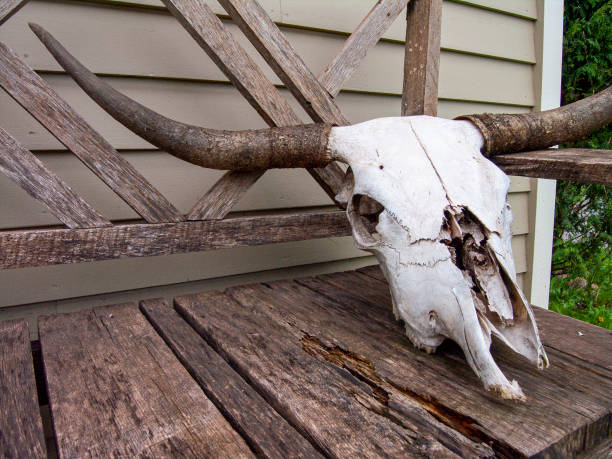 teschio di longhore su una vecchia panca in legno all'aperto - horned death dead texas longhorn cattle foto e immagini stock