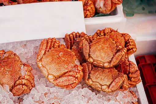 Japanese horsehair crabs or Kegani at Hakodate Asaichi fish market Hokkaido. Top view live fresh seafood shot