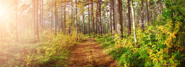 istock tree leaves in autumn in forest with beautiful sunlight 1179922354
