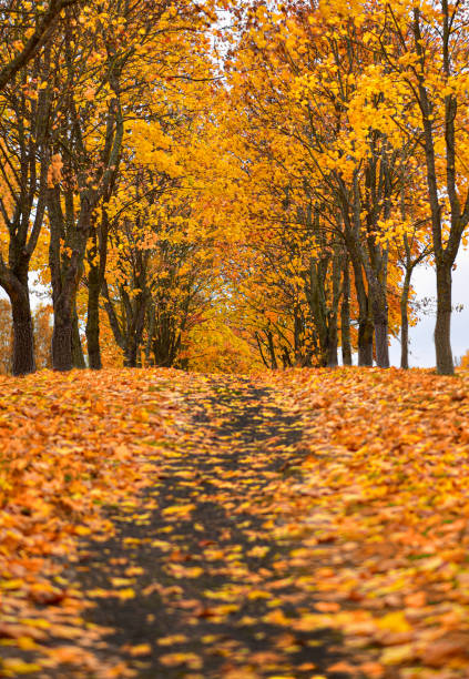 istock Maple park trail in autumn, fallen orange leaves 1179922487