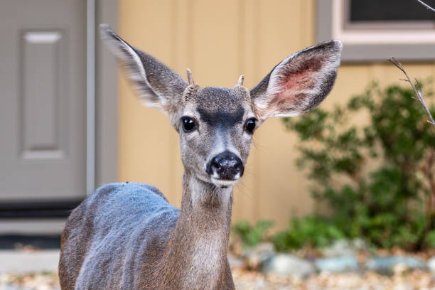 Portrait of juvenile male Black tailed deer sitting in front of a house in the Santa Cruz mountains, South San Francisco Bay area; Focus on eyes with shallow depth of field Portrait of juvenile male Black tailed deer sitting in front of a house in the Santa Cruz mountains, South San Francisco Bay area; Focus on eyes with shallow depth of field mule deer stock pictures, royalty-free photos & images