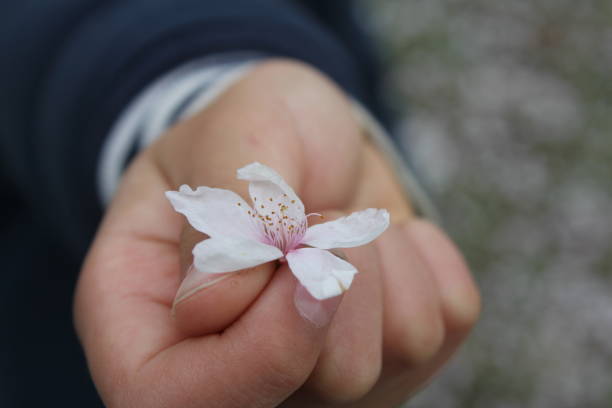 istock Cherry Blossom Flower held in hand 1179929158