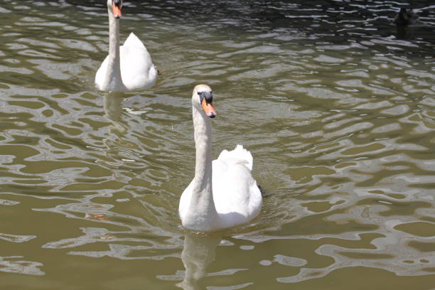 istock White Swans swimming in a lake 1179929695
