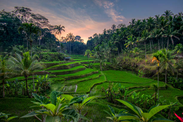 istock Sunrise at  Tegalalang rice terraces Gianyar Bali 1179934224