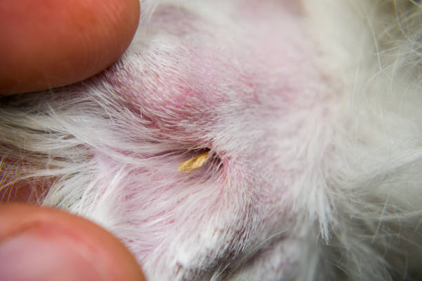 istock Dry Foxtail grass seed between fingers of a white dog 1179934299