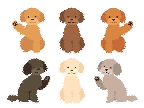 ilustraciones, imágenes clip art, dibujos animados e iconos de stock de conjunto de ilustración de perros de varios colores de pelo (poodle) - fluffy