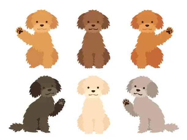 Vector illustration of Illustration set of dogs of various hair colors (poodle)