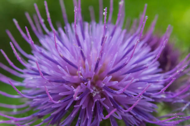 istock A Bull or Spear Thistle. Cirsium vulgare. Macro shot. 1179935506