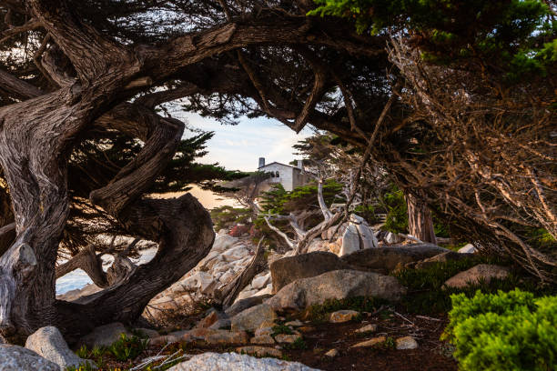 モントレーの17マイルドライブでペスカデロポイント - big sur cypress tree california beach ストックフォトと画像