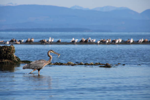 istock Heron fishing 1179941612