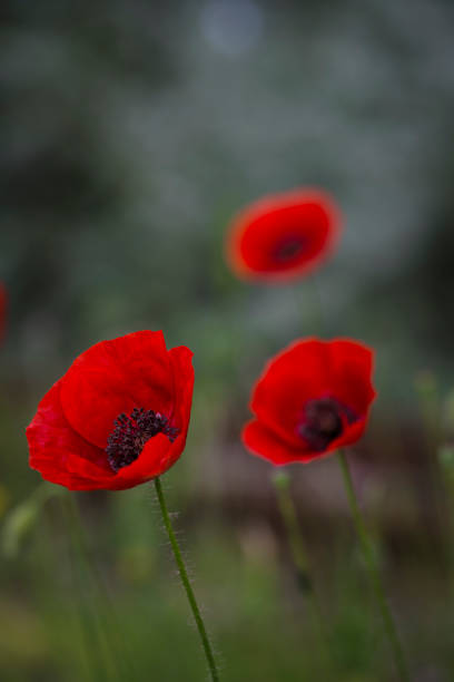 An image of field of poppies in the morning