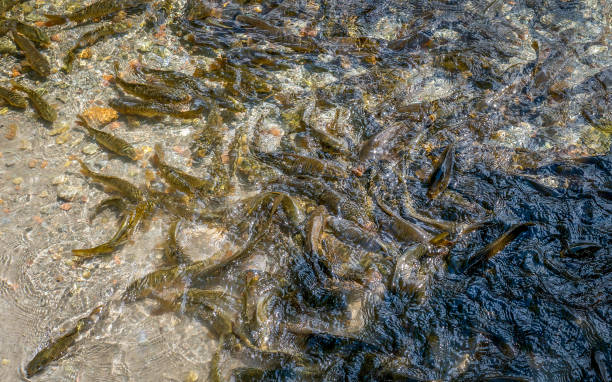 istock Savsat Karagol fishes 1179942625