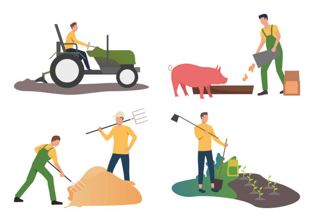 Farming illustration set Farming illustration set. Farmers driving tractor, feeding pig, gathering hay with fork. Agriculture concept. Vector illustration for posters, presentations, landing pages bed of hay stock illustrations