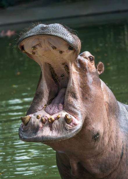 istock Sparring hippo swims and walks in water 1179945254