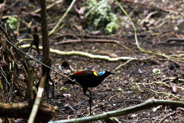 istock The Birds Of Paradise 1179945546