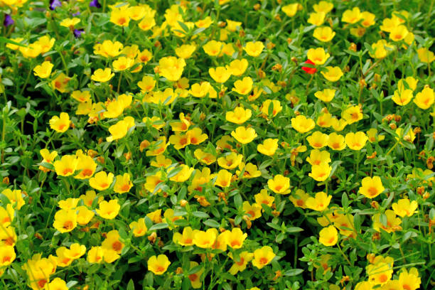 istock Portulaca Flowers 1179945707