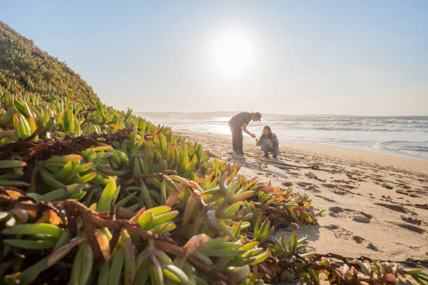 カリフォルニア州の人里離れたビーチで女性がアイテムを見つけた成熟した男 - monterey bay ストックフォトと画像