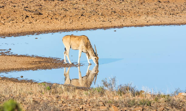 antilope d'eland - éland du cap photos et images de collection