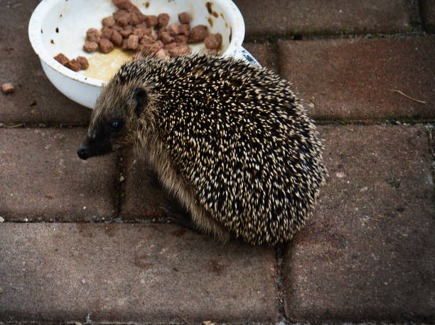 istock Hedgehog eating catfood from bowl 1179948523