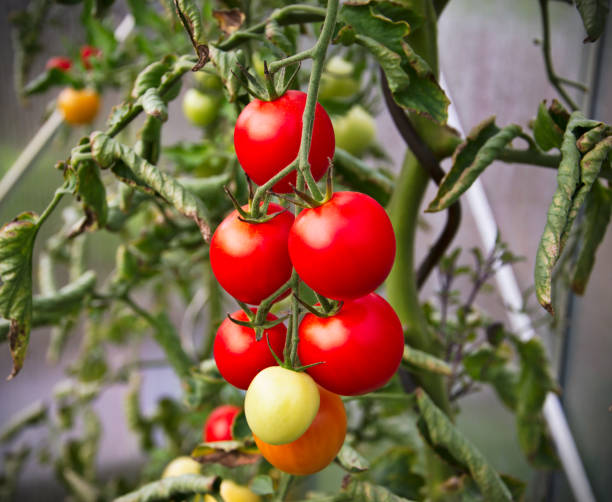 istock Ripe tomatoes hanging in greenhaus 1179948594