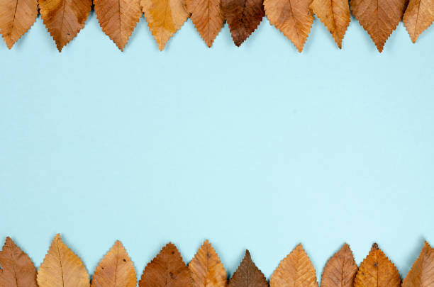 istock Autumn composition  indoor  on paper blue background  .Frame of  rusty dired  leaves    having center      copy space  for text  . Top view, flat lay , copy space . 1179949094