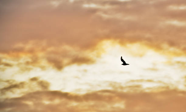 istock Silhouette of bird at sunset with clouds 1179950209