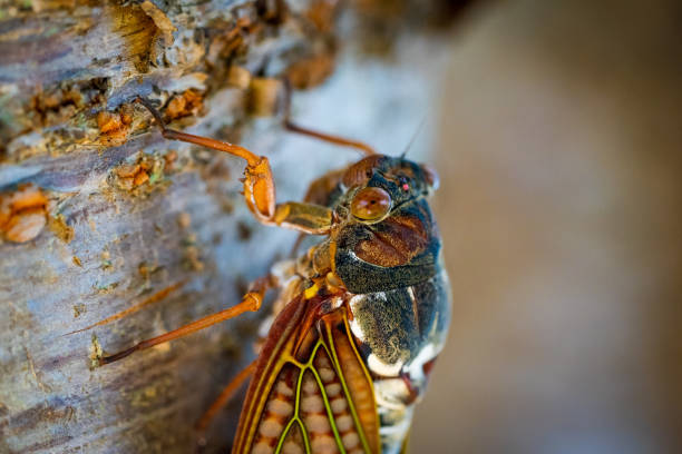 istock Cicada in Niigata City, Niigata Prefecture 1179951915
