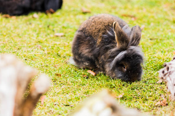 istock rabbit on freedom in the meadow 1179952967