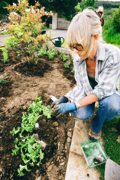 istock Healthy plants and good soil just need sun and water 1179953645