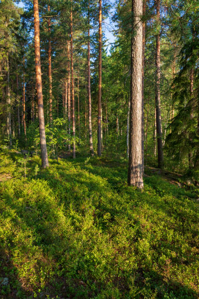 istock Beautiful finnish forest at sunrise light landscape 1179954768