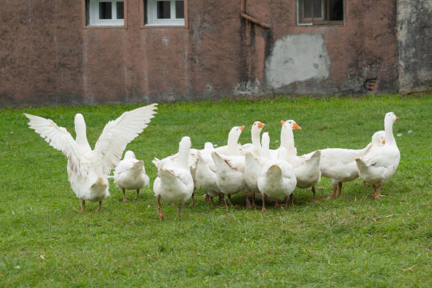 istock group of white geese in nature 1179955189