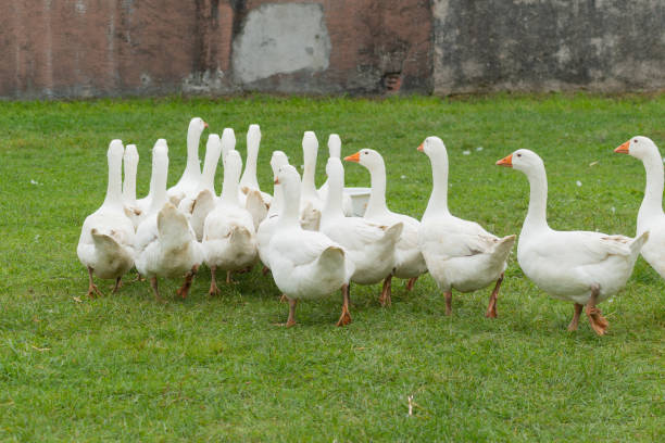 istock group of white geese in nature 1179956145