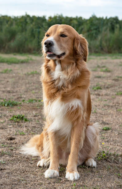 istock training of obedience for dog 1179956322