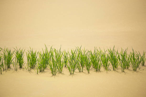 зеленые саженцы в золотом поле - efficiency china water rice стоковые фото и изображения