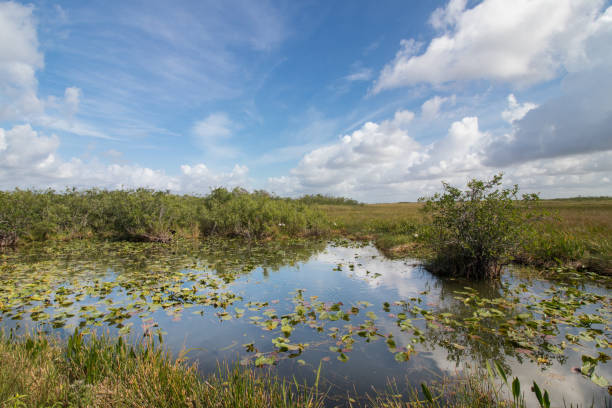 istock Everglades National Park 1179957935