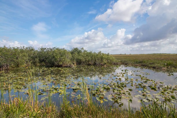 istock Everglades National Park 1179957940